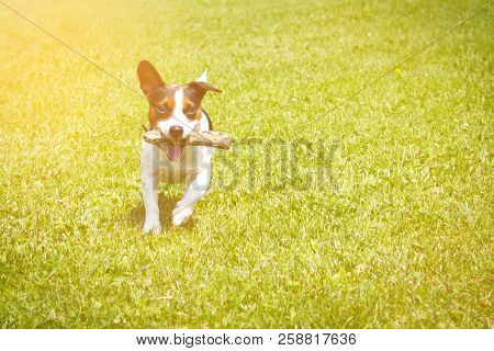 Dog Running With A Stick In The Mouth Is Playing