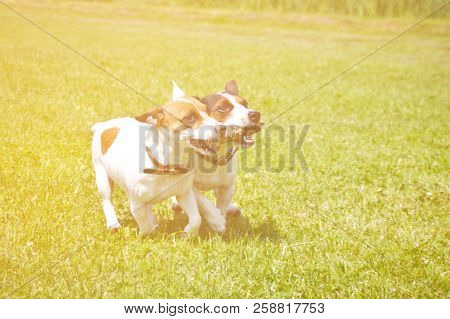 2 Dogs Run With A Stick In Their Mouths And Cheer