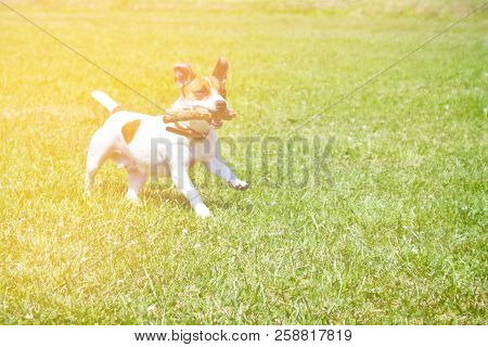 Dog Running With A Stick In The Mouth Is Playing