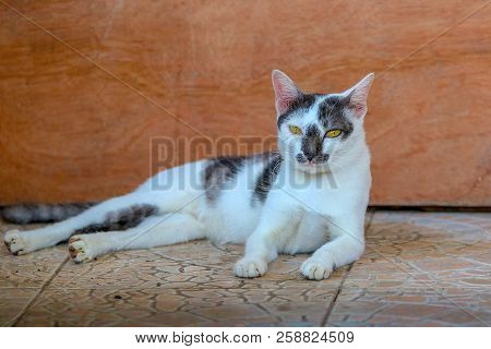 The Cats Are Staring At Curiosity The Outside Home (striped Funny Cat Or Color, White, Black)