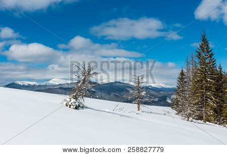 Picturesque Winter Mountain View From Skupova Mountain Slope With Some Withered Windbreak Trees. Ukr