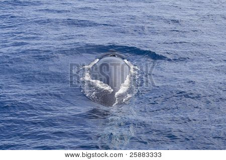 Potápění myšok (Balaenoptera physalus) z ostrova Gran Canaria. Druhou největší velryba na planetě