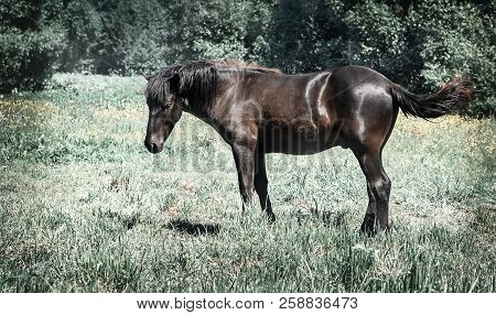 Horses Grazing In A Meadow On The Edge Of The Forest.