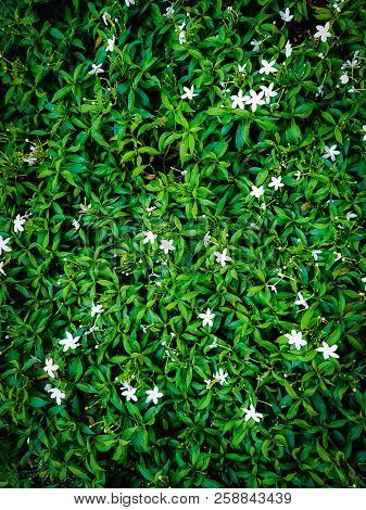 White Togor Flowers Between Green Leaves In A Garden