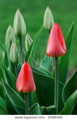 Tulipanes