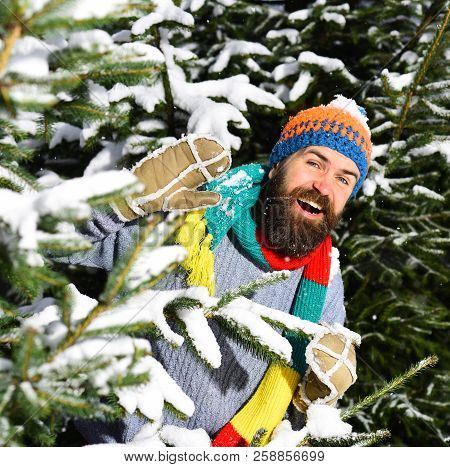 Macho With Beard And Mustache Hiding Between Firtrees Branches
