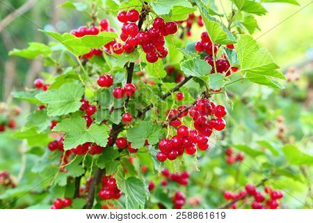 Red Currant Fruits Growing On Shrub In The Garden