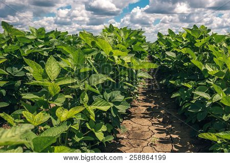 Organic Soybean Crop Growing In The Field With Beautiful Summer Sky In Background