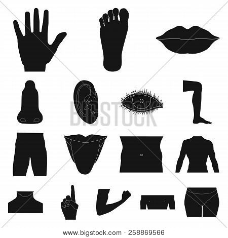 Vector Design Of Human And Part Icon. Set Of Human And Woman Stock Vector Illustration.