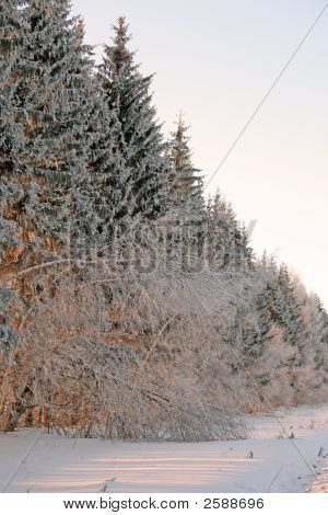 Snowforest