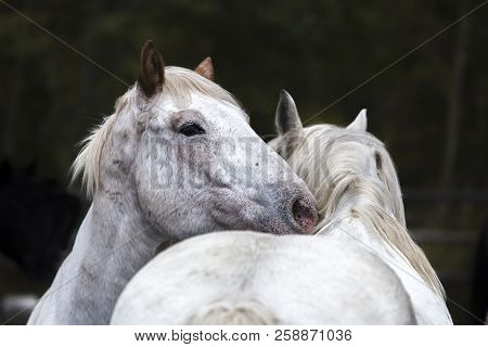 Two White Wyoming Ranch Horses Nuzzling In Corral