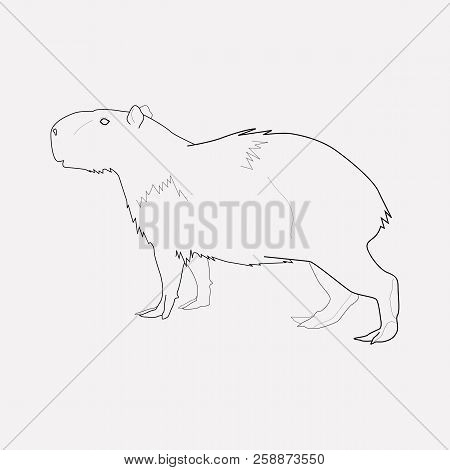 Capybara Icon Line Element.  Illustration Of Capybara Icon Line Isolated On Clean Background For You