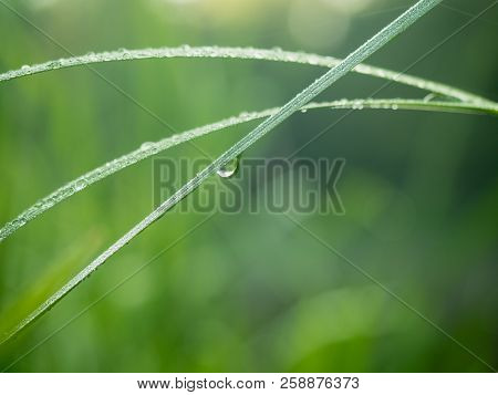 Three Grass Blade Covered With Small Dewdrops In The Morning. Green Grass Growing In The Meadow At S