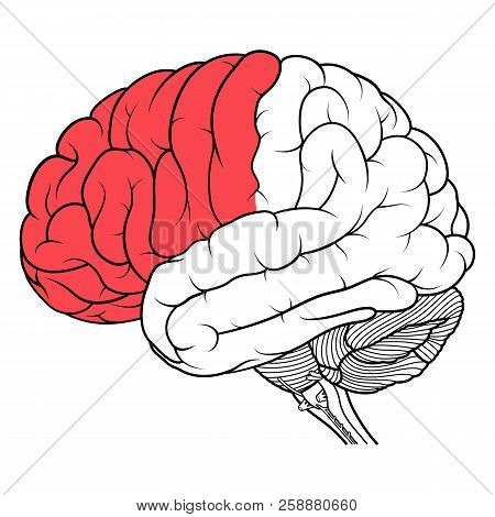 Frontal Lobe Of Human Brain Anatomy Side View Flat