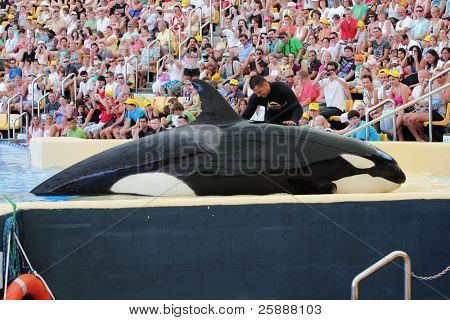 プエルト ・ デ ・ ラ ・ クルス、テネリフェ - 8 月 31 日： 新しいシャチ シャン展示 Te になる Loro Parque 役立っています。