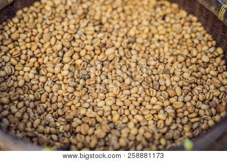 Kopi Luwak Or Civet Coffee, Coffee Beans Excreted By The Civet