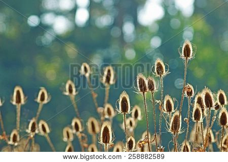 Beautiful Natural Background With Wild Teasel, Back Lit