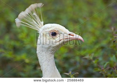 Bella testa di bianco Peackock