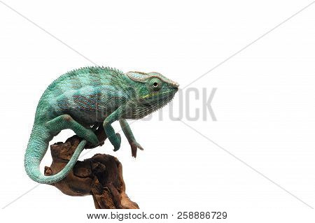 Blue Lizard Panther Chameleon Isolated On White Background