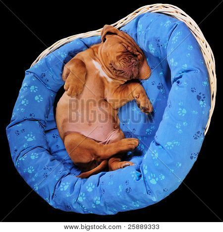 Precioso cachorro durmiendo nuestra en su cuna