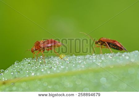 The Bedbug Sits On A Leaf.in The Morning The Grass Is Covered With Dew.