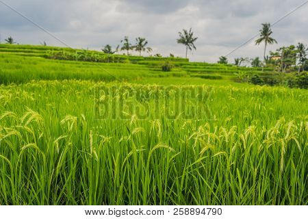 Beautiful Jatiluwih Rice Terraces Against The Background Of Famous Volcanoes In Bali, Indonesia