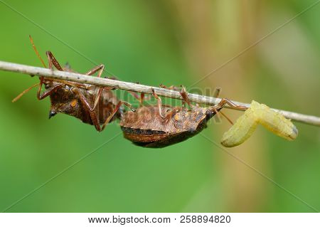 The Bedbug Caught The Caterpillar.the Second Bedbug Wants To Take Away The Prey.