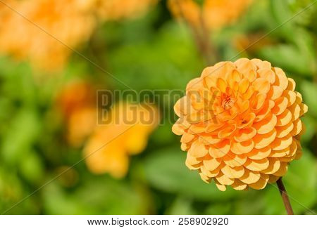 Close-up Of A Beautiful Yellow Ball Dahlia In The Summertime.
View To A Ball Dahlia On A Sunny Day.