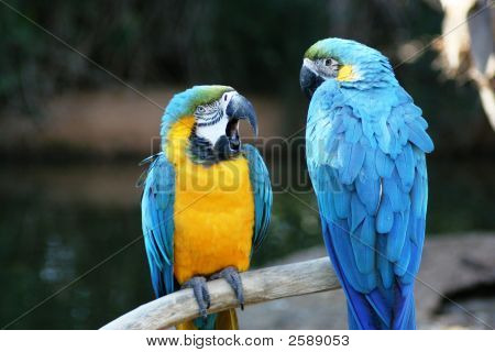 Piękne wojskowych Macaws