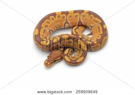 Royal Ball Python Isolated On White Background