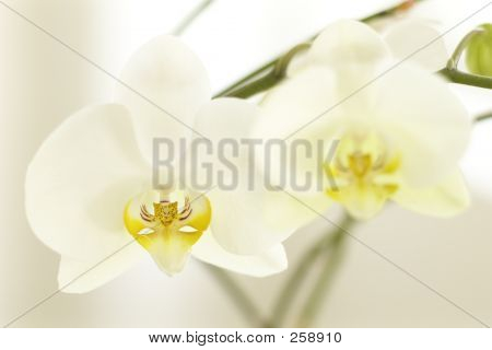 Orchid 001