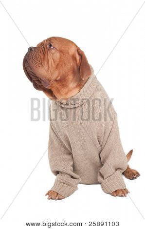 Dogue De Bordeaux dans un pull à la recherche de côté