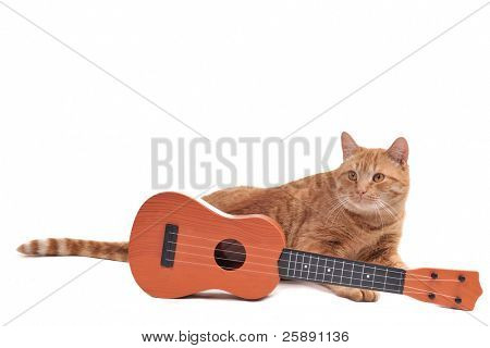 gelbe Katze Verlegung des Fußbodens mit einer Gitarre