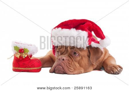 크리스마스 모자와 장식 Dogue 드 보르도