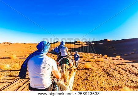 Camel Trek In The Desert Of Morocco Next To M'hamid