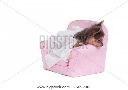 ลูกสุนัข Chihuahua จะเตรียมตัวไปนอนในเก้าอี้นวมสีชมพูดีแยกต่างหากบนพื้นหลังสีขาว