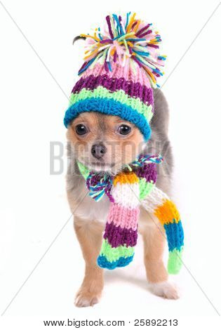 Puppy ubrani na zimno na białym tle. Chihuahua z szalik i czapkę, patrząc na bok