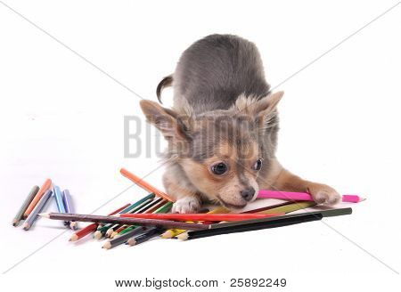 Figlarny szczeniak Chihuahua z kolorowe kredki na białym tle