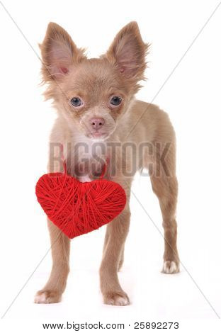 Chihuahua hvalp med røde Valentine hjerte halskæde