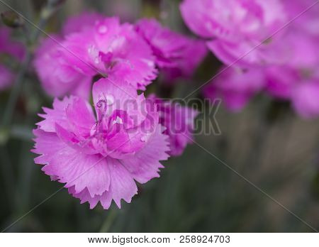 Close-up Blooming Carnation Glory Flower Dianthus Caryophyllus, Clove Pink, Species Of Dianthus Delt