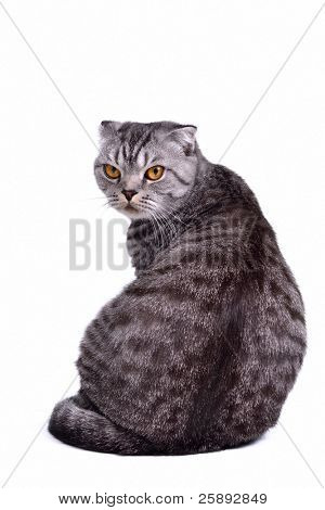 Vista posteriore di isolato scottish fold gatto seduto con il viso girato verso lo spettatore
