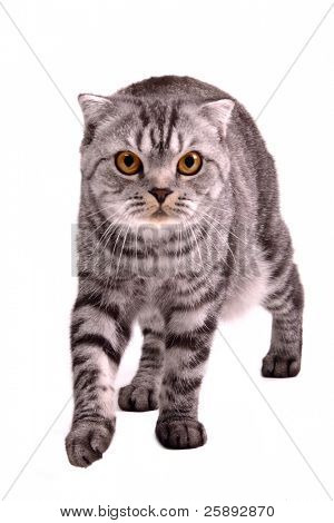 Gatto Scottish fold camminare isolato su sfondo bianco