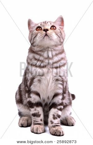 Seduta di gattino Scottish fold cercando