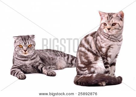 Scottish fold gatto e gattino isolata on white background