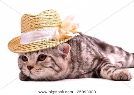Scottish fold gattino indossando il cappello di paglia bianco isolato su sfondo bianco