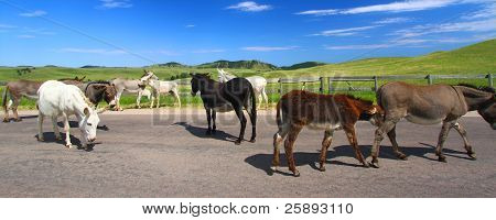 Tiggeri Burros - Custer State Park