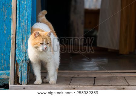 A Red Cat On A Wooden Porch