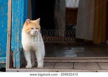 A Red Cat On A Wooden Porch