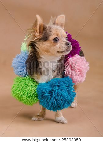 치와와 강아지 pompons 격리와 화려한 스카프를 착용