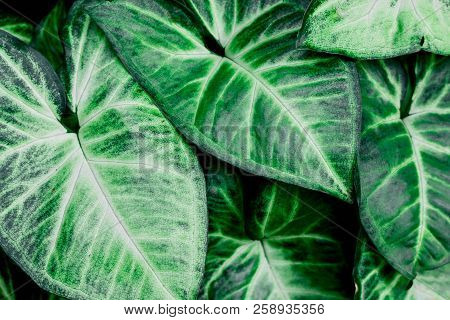 Closeup Shot Of Dieffenbachia Seguine, Comigo Ninguém Pode, Araceae Family. The Green Is Vivid And E